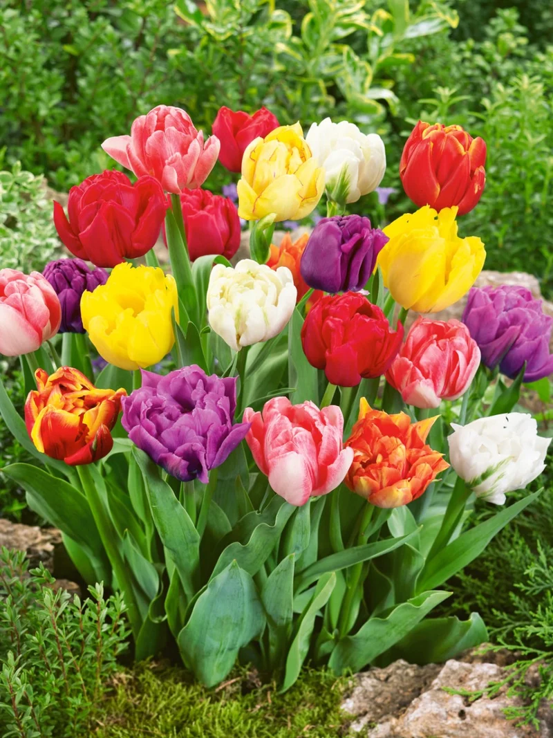 TULIPANI A FIORE DOPPIO VASO 12CM COLORI ASSORTITI