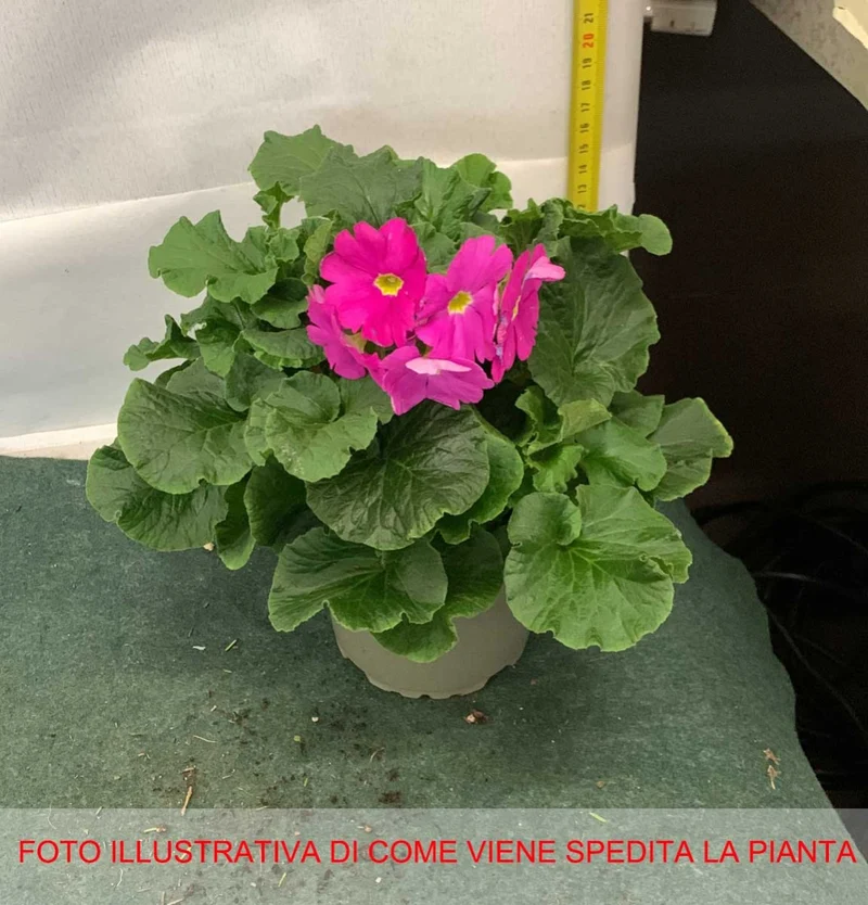 PRIMULA OBCONICA VASO 12CM COLORE ASSORTITO