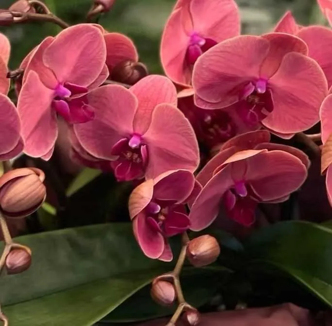 ORCHIDEA PHALAENOPSIS TABLO SPRITZ VASO 12CM