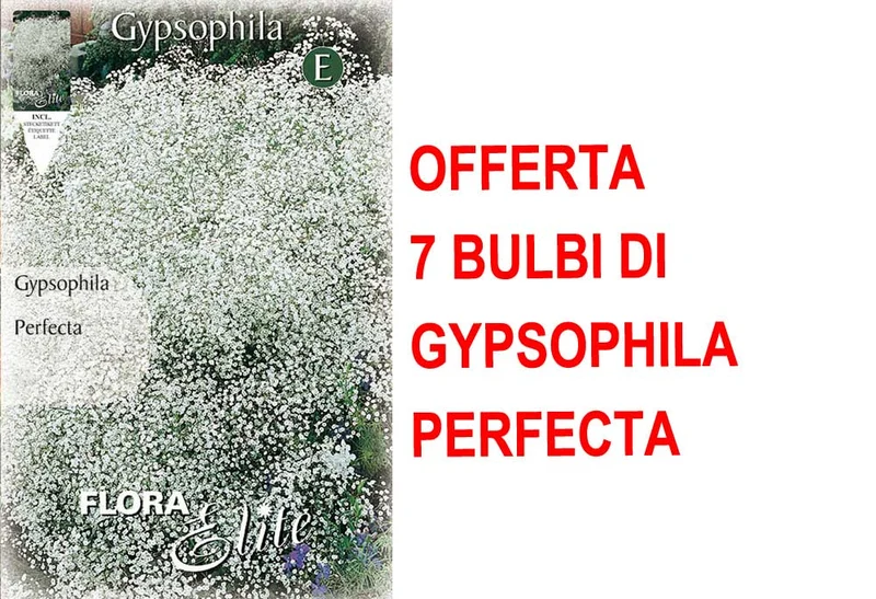 OFFERTA 7 BULBI DI GYPSOPHYLA PERFECTA