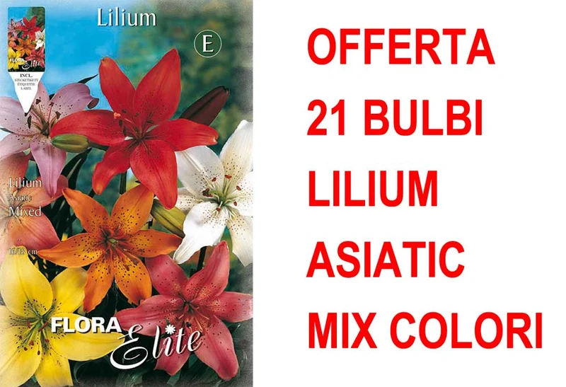 OFFERTA 21 BULBI LILIUM ASIATIC MIX