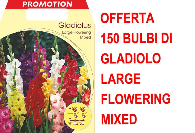 OFFERTA 150 BULBI DI GLADIOLO A FIORI GRANDI MIX DI COLORI