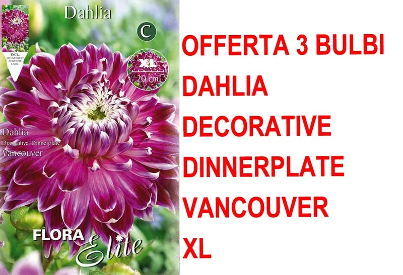 OFFERTA 3 BULBI DAHLIA DINNERPLATE VANCOUVER XL