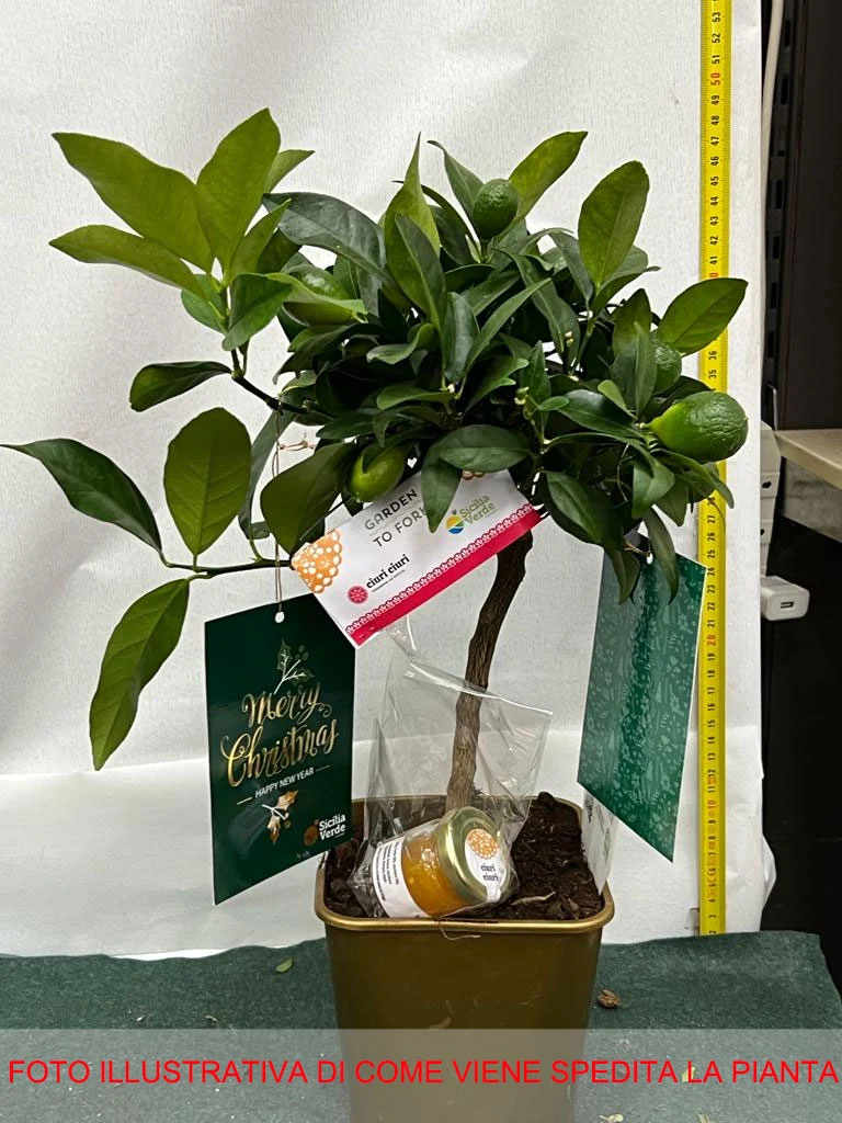 LIMEQUAT iN VASO 15CM