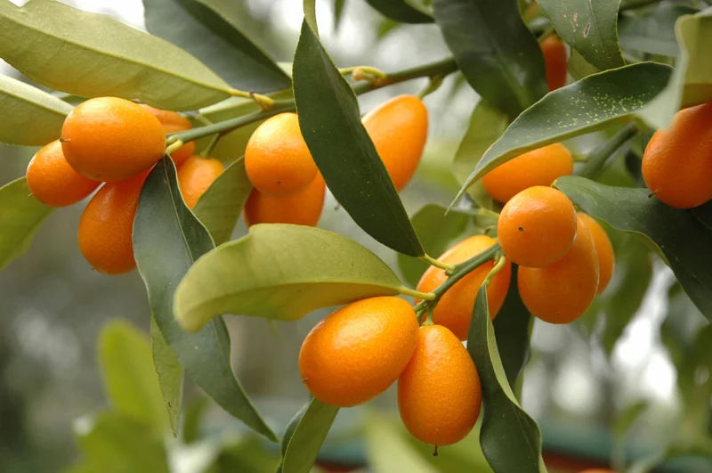 KUMQUAT MANDARINO CINESE IN VASO 15CM