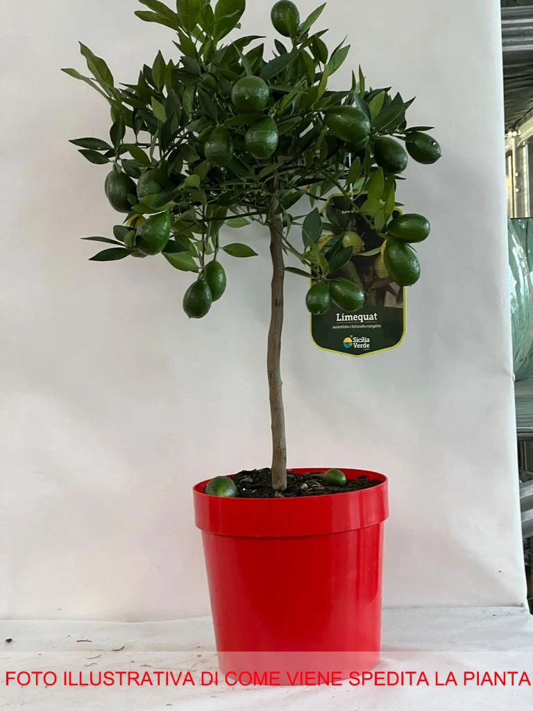 LIMEQUAT iN VASO 20CM