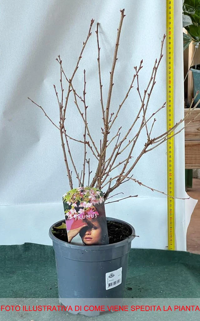 PRUNUS INCISA PAEAN CILIEGIO DA FIORE IN VASO 17CM