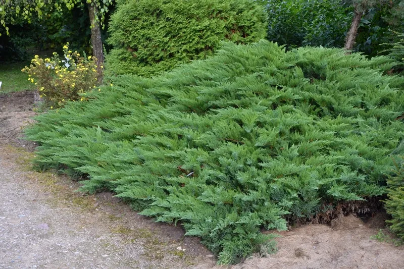 JUNIPERUS GINEPRO SABINA TAMARISCI FOLIA N VASO 18CM