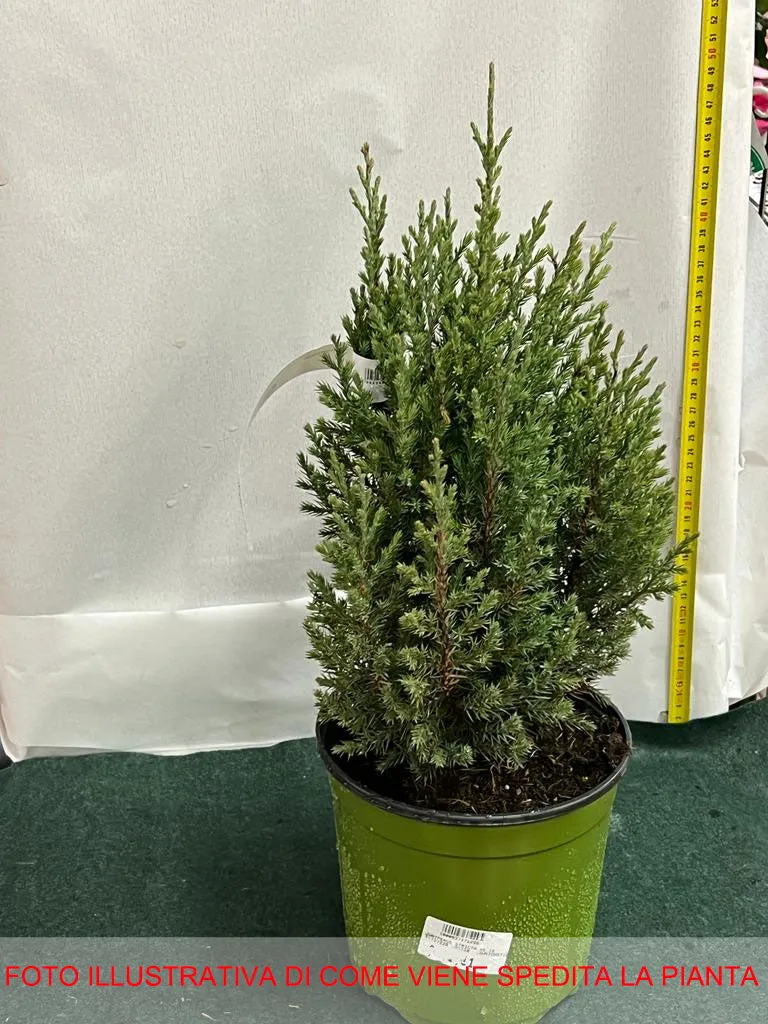 JUNIPERUS GINEPRO CHINENSIS STRICTA IN VASO 18CM