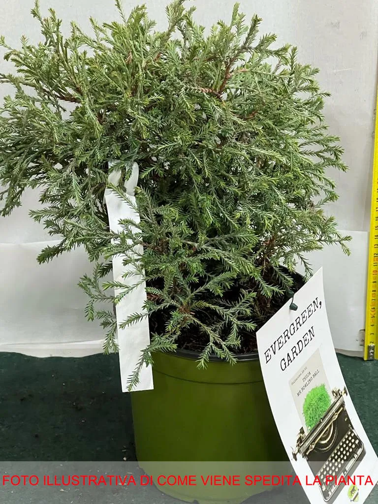 THUJA OCCIDENTALIS MR BOWLING BALL VASO 18CM