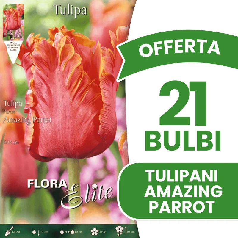 OFFERTA 21 BULBI TULIPANO AMAZING PARROT