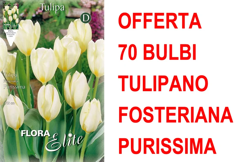 OFFERTA 70 BULBI TULIPANO FOSTERIANA PURISSIMA
