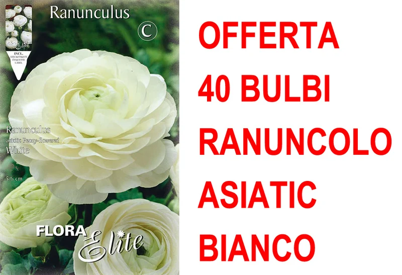 OFFERTA 40 BULBI RANUNCOLO ASIATIC BIANCO