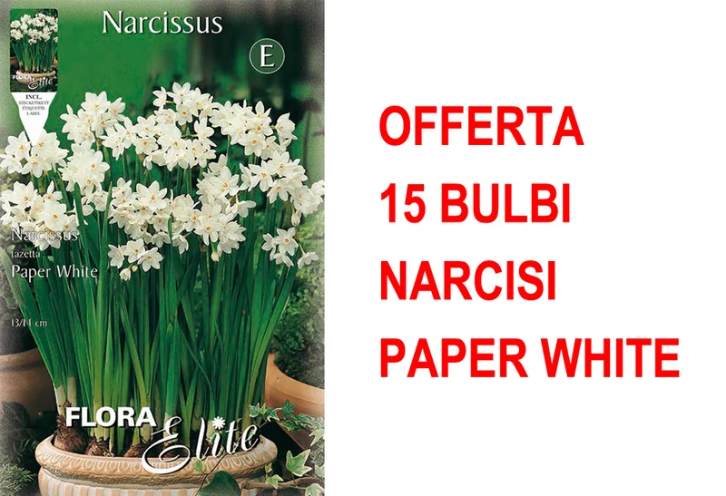 OFFERTA 15 BULBI NARCISO CHRISTMAS FLOWERING PAPER WHITE