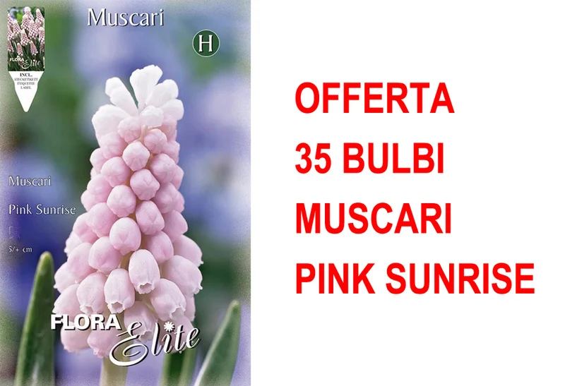 OFFERTA 35 BULBI MUSCARI PINK SUNRISE