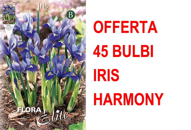 OFFERTA 45 BULBI IRIS RETICULATA HARMONY