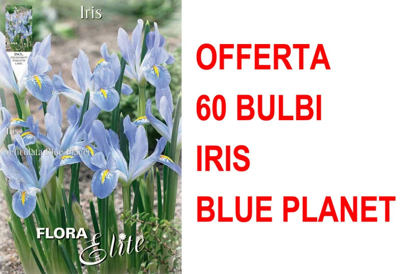 OFFERTA 60 BULBI IRIS RETICULATA BLUE PLANET