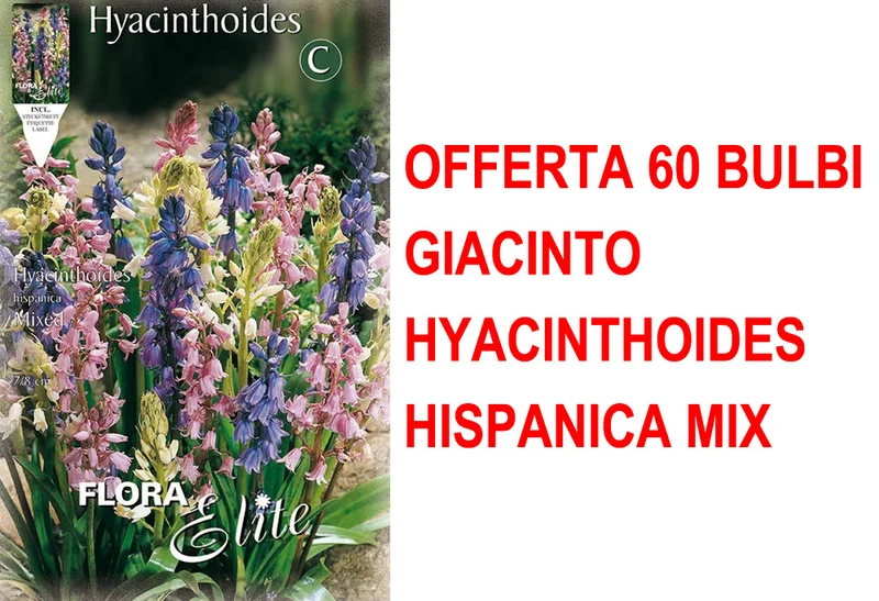 OFFERTA 60 BULBI GIACINTO HYACINTHOIDES HISPANICA MIX