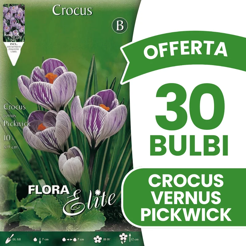 OFFERTA 30 BULBI CROCUS VERNUS PICKWICK