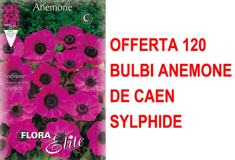 OFFERTA 120 BULBI ANEMONE CORONARIA THE BRIDE SYLPHIDE