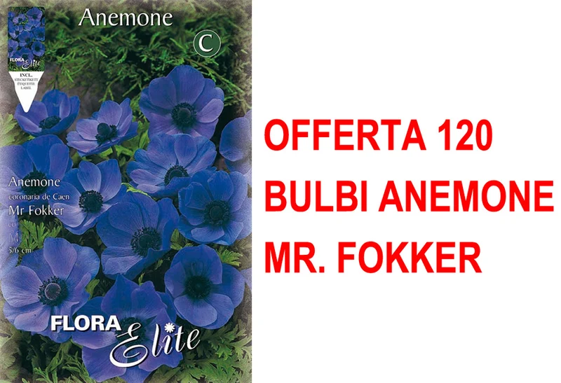 OFFERTA 120 BULBI ANEMONE CORONARIA MR. FOKKER