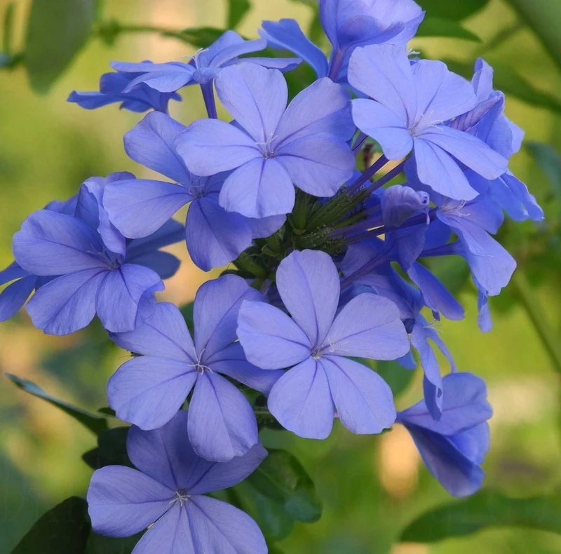 PLUMBAGO VASO 19CM