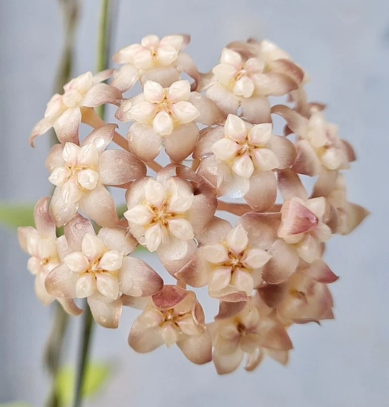 HOYA CRASSIPETIOLATA FIORE DI CERA VASO 12CM