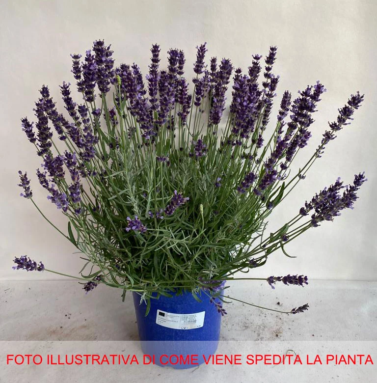 LAVANDA NANA HIDCOTE IN VASO 18CM