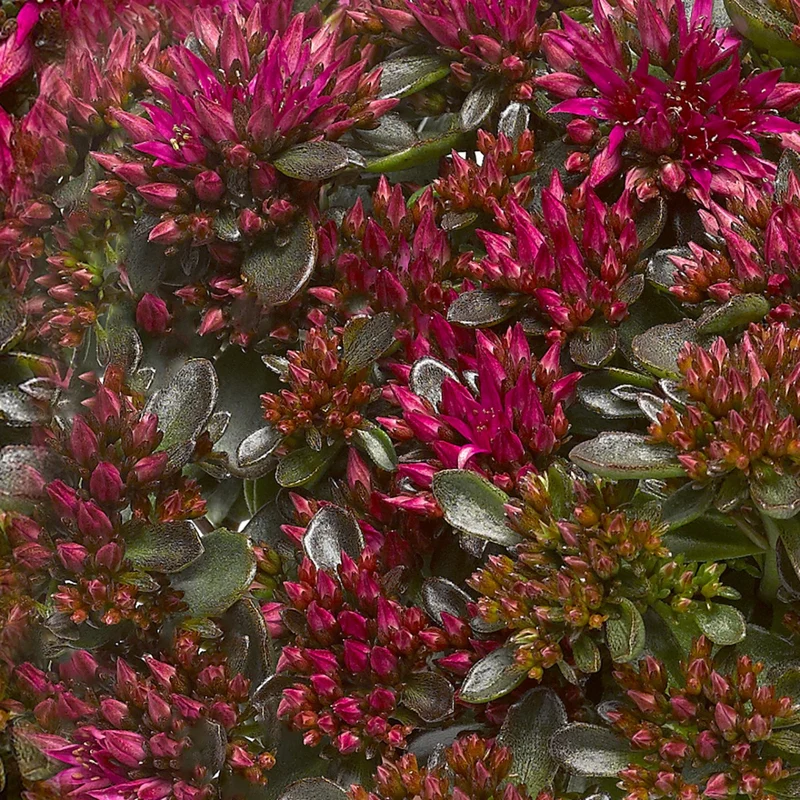 SEDUM SPOT ON COLORE ASSORTITO VASO 19CM
