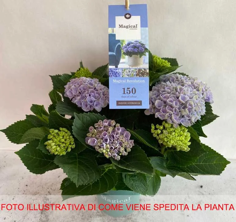 ORTENSIA HYDRANGEA MAGICAL REVOLUTION BLU VASO 14CM