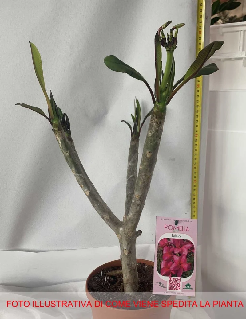PLUMERIA POMELIA JUBILEE IN VASO 18CM