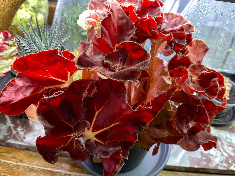 BEGONIA AUTUMN CRINKLE VASO 14CM