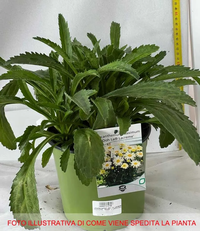 LEUCANTHEMUM OOH LA LACREME VASO 18CM