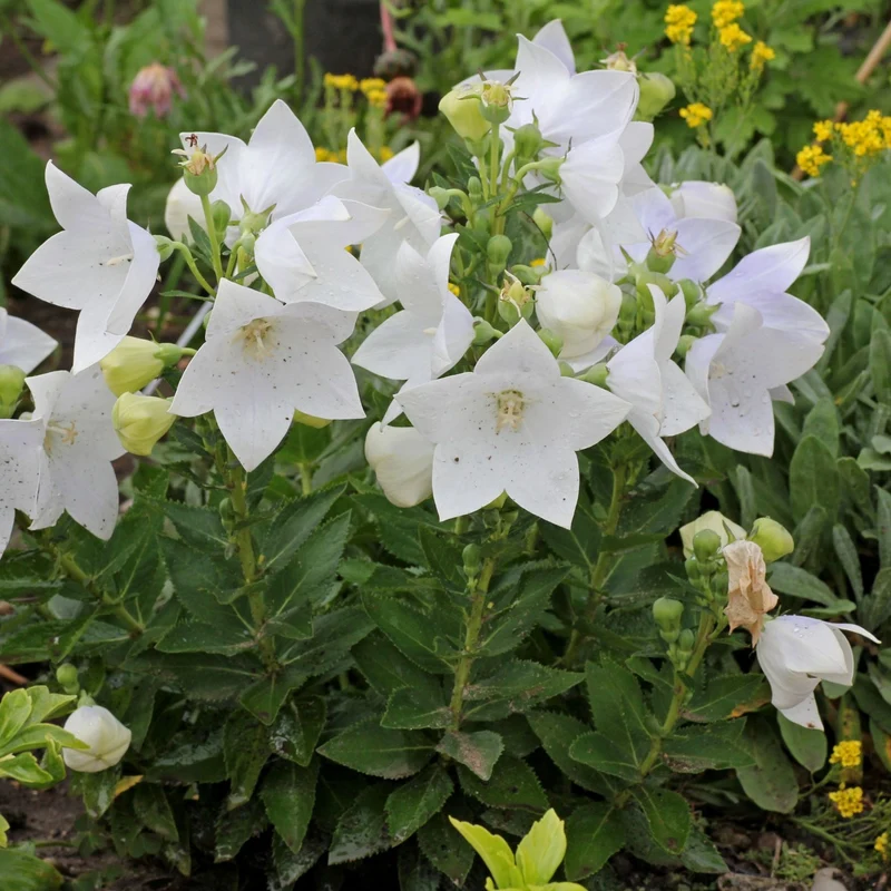 PLATYCODON BIANCO CAMPANULA VASO 12CM