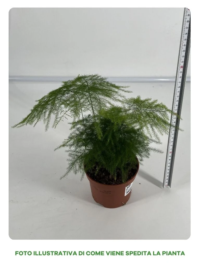 ASPARAGUS PLUMOSUS VASO 12CM