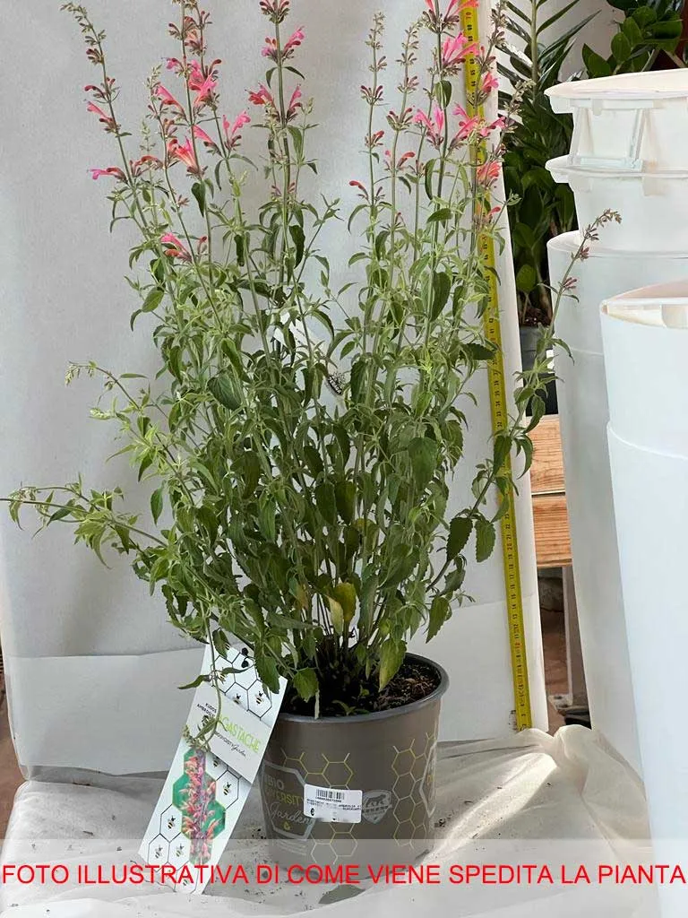 AGASTACHE KUDOS AMBROSIA VASO 19CM