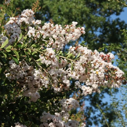 LAGERSTROEMIA INDICA INDIYA CHARMS NEIGE D’ETÉ VASO 18CM
