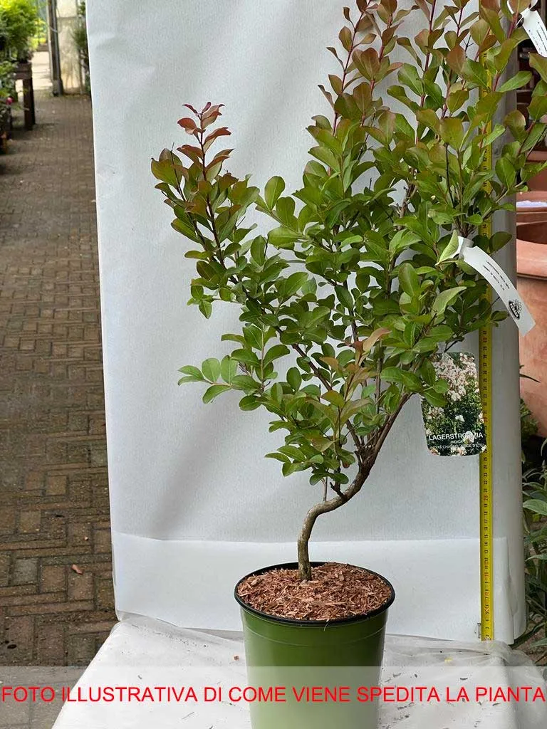 LAGERSTROEMIA INDICA INDIYA CHARMS NEIGE D’ETÉ VASO 18CM