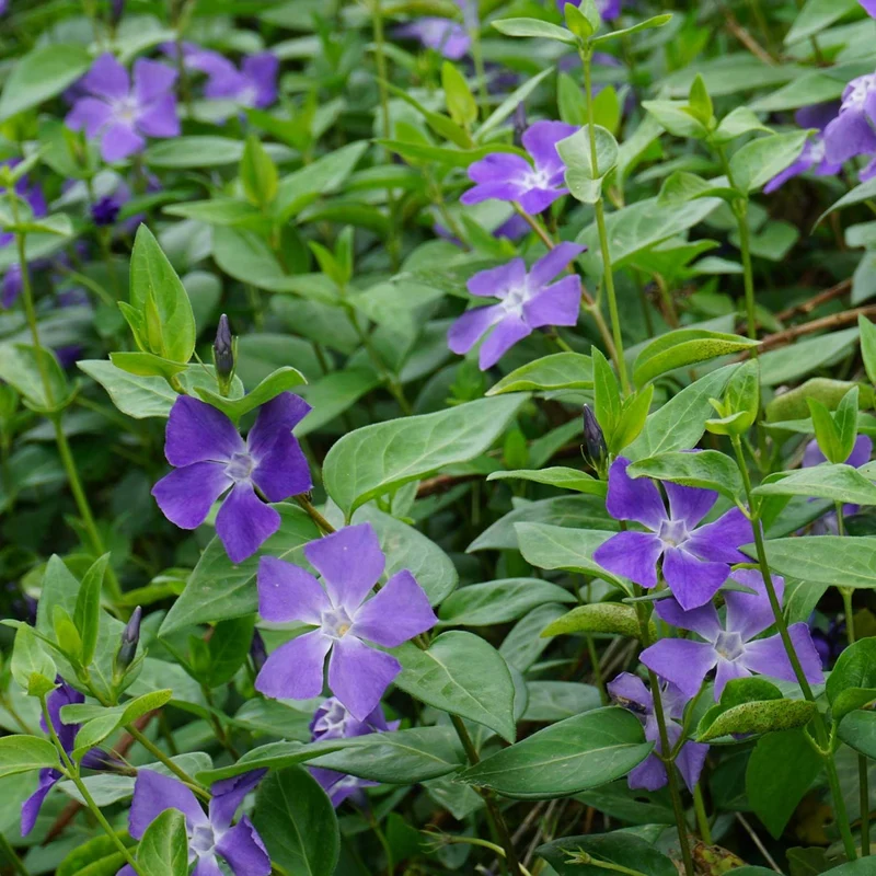 VINCA MAJOR VASO 17CM