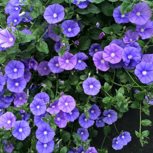 CONVOLVULUS SABATUS BLU VASO 18CM
