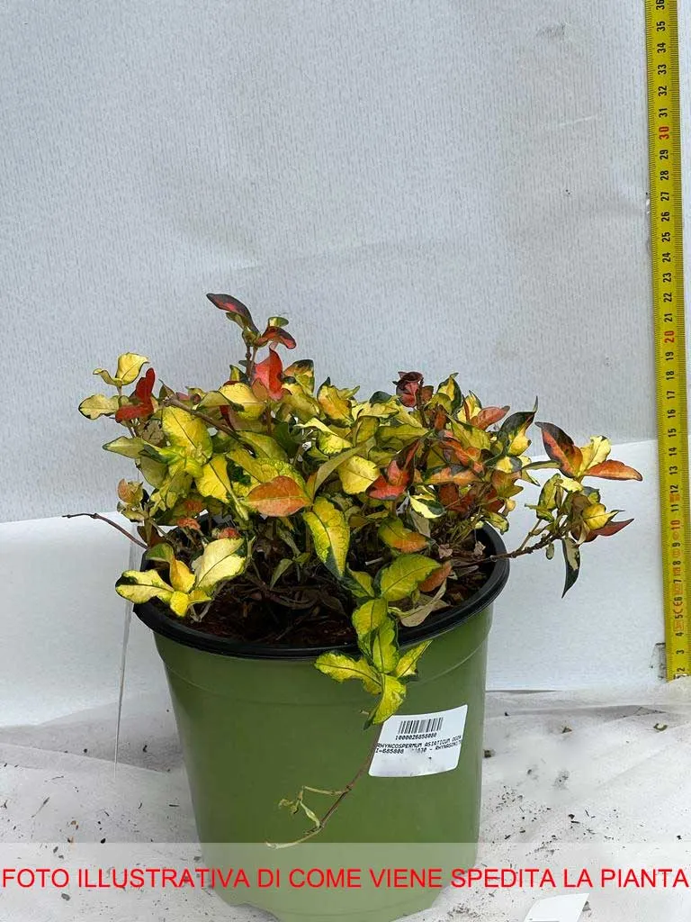 TRACHELOSPERMUM ASIATICUM OGON NISHIKI IN VASO 17CM