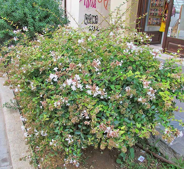 ABELIA GRANDIFLORA NANA VASO 18CM