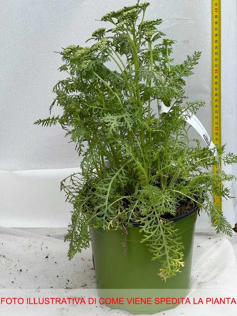 ACHILLEA MILLY ROCK ROSA IN VASO 18CM