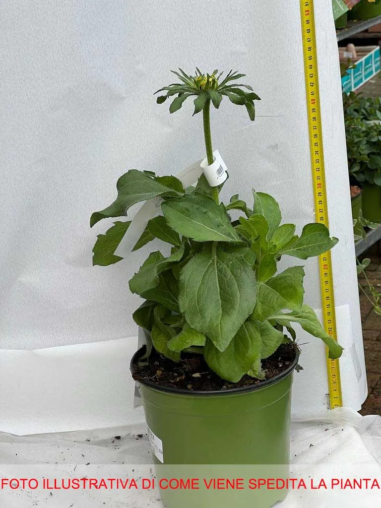 RUDBECKIA HIRTA RUDY MINI YELLOW BLACK IN VASO 18CM