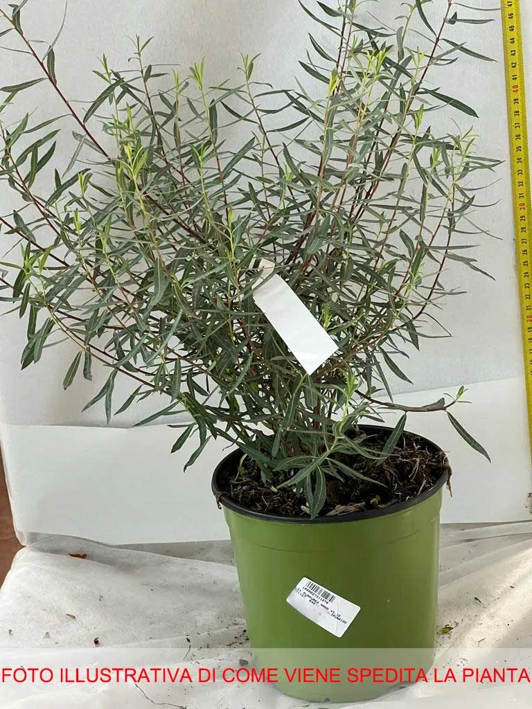 SALIX SALICE PURPUREA NANA VASO 18CM