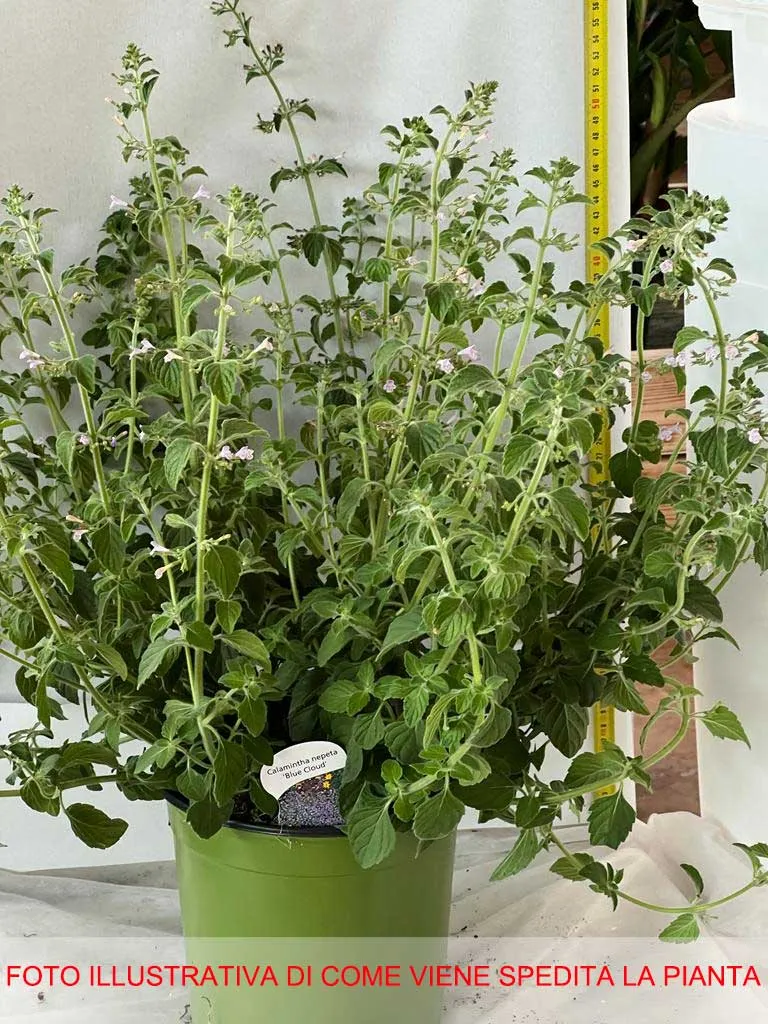 CALAMINTHA NEPETA BLUE CLOUD IN VASO 17CM