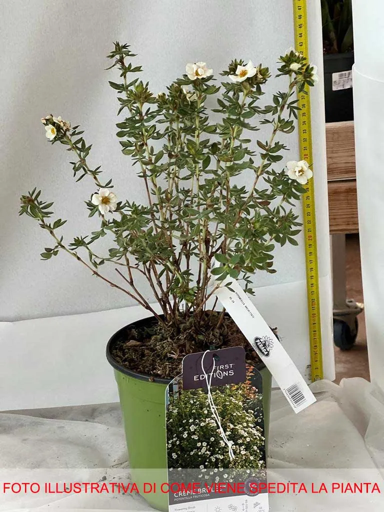 POTENTILLA FRUCTICOSA CREME BRULEE VASO 18CM