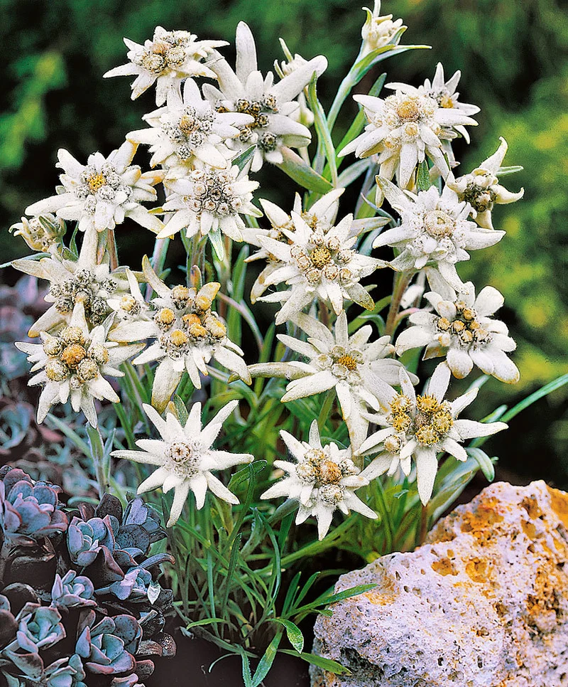 LEONTOPODIUM ALPINUM STELLA ALPINA VASO 15CM