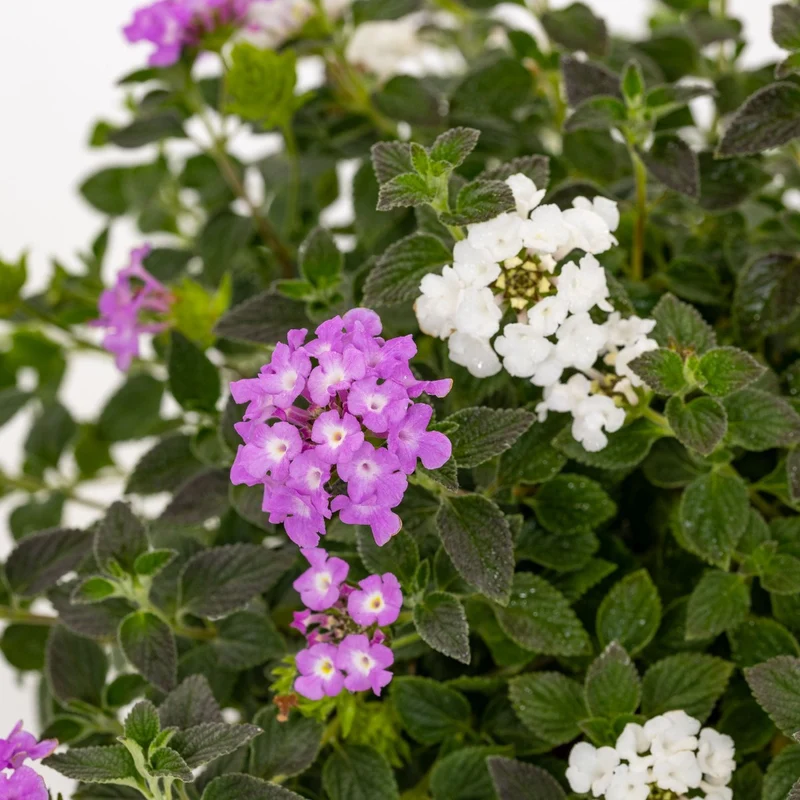 LANTANA BICOLOR ROSA/BIANCO VASO 14CM