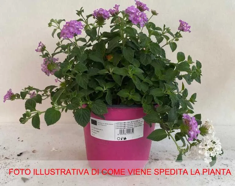 LANTANA BICOLOR ROSA/BIANCO VASO 14CM